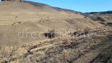 秋天在高地。 <strong>一群牛</strong>在干草上吃草. 山和山。 高加索、俄罗斯